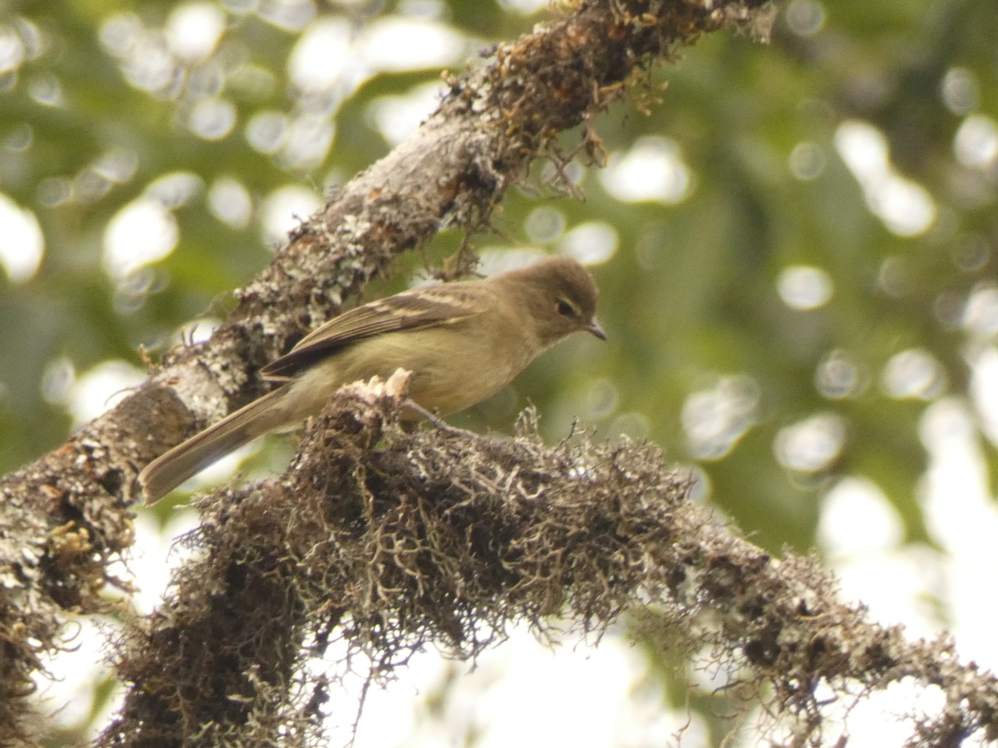 Highland Elaenia illustration