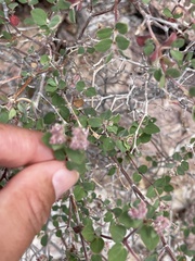 Euphorbia tomentulosa