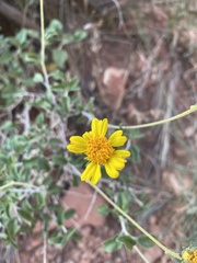 Encelia virginensis