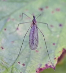 Trichocera