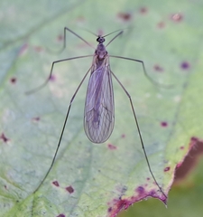 Trichocera