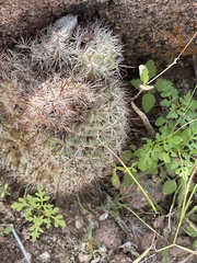 Mammillaria dioica dioica