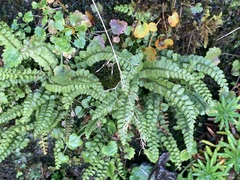 Asplenium viride