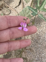 Phaseolus filiformis