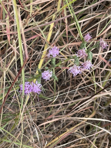 Liatris bracteata, photograph 5