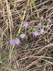 Liatris bracteata, photograph author not stated, no rights reserved