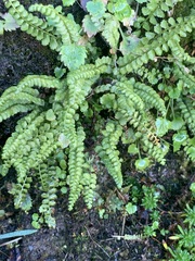 Asplenium viride