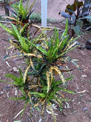 Codiaeum variegatum