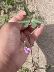 Phaseolus filiformis