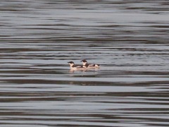 Brachyramphus marmoratus