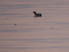 Brachyramphus marmoratus