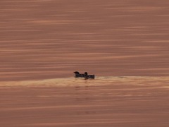Brachyramphus marmoratus