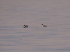 Brachyramphus marmoratus
