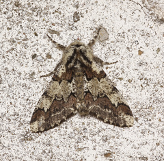 Biston strataria