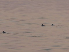 Brachyramphus marmoratus