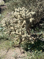 Cylindropuntia bigelovii
