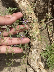 Fagonia laevis