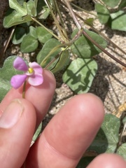 Phaseolus filiformis