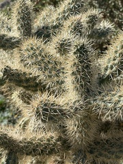 Cylindropuntia bigelovii