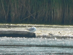 Calidris pusilla