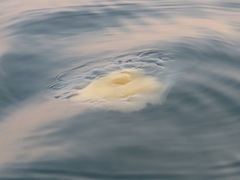 Phacellophora camtschatica