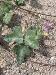 Phaseolus filiformis