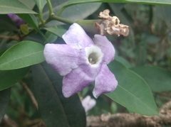 Brunfelsia