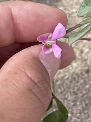 Phaseolus filiformis