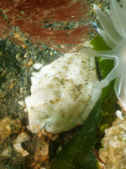 Pleuronichthys coenosus