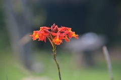 Epidendrum radicans
