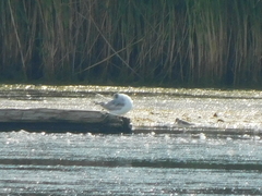 Calidris pusilla