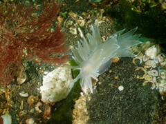 Pleuronichthys coenosus