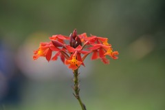 Epidendrum radicans