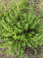 Teucrium cubense