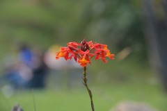 Epidendrum radicans