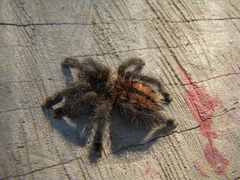 Avicularia