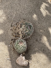 Mammillaria dioica dioica