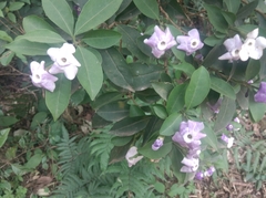 Brunfelsia