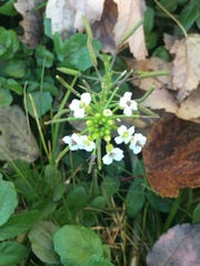 Nasturtium microphyllum