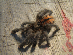 Avicularia