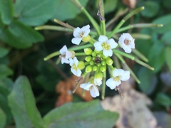 Nasturtium microphyllum