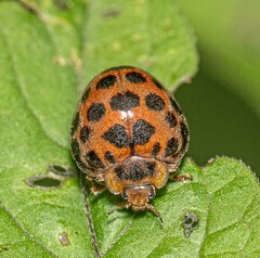 Henosepilachna vigintisexpunctata