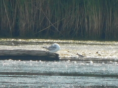 Calidris pusilla