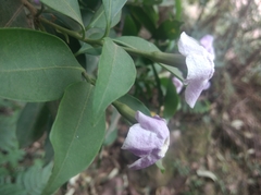 Brunfelsia