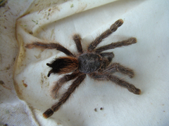 Avicularia