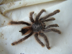 Avicularia