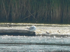 Calidris pusilla