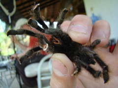 Avicularia