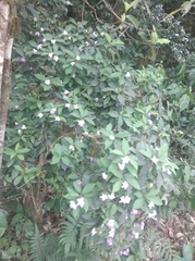 Brunfelsia