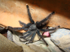 Avicularia